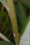 Longleaf buckwheat